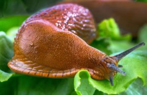 The most effective ways to deal with slugs on cabbage folk remedies