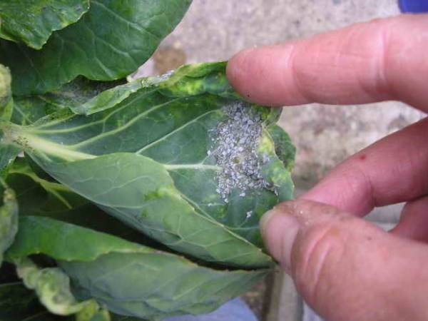 aphids on cabbage