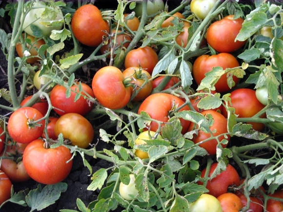 paradajkové achátové kríky