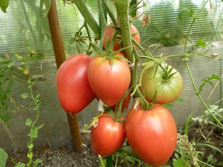 arbustos de tomate cardenal