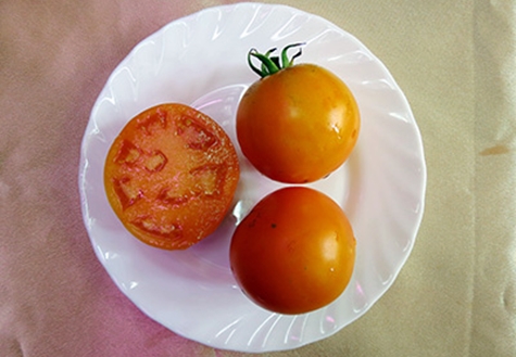 Bữa ăn cà chua trong đĩa