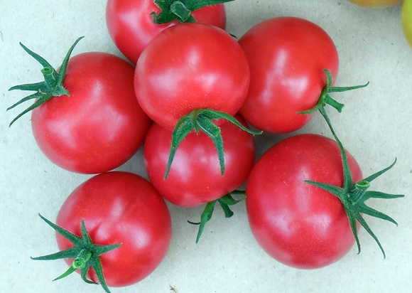het uiterlijk van de tomaat