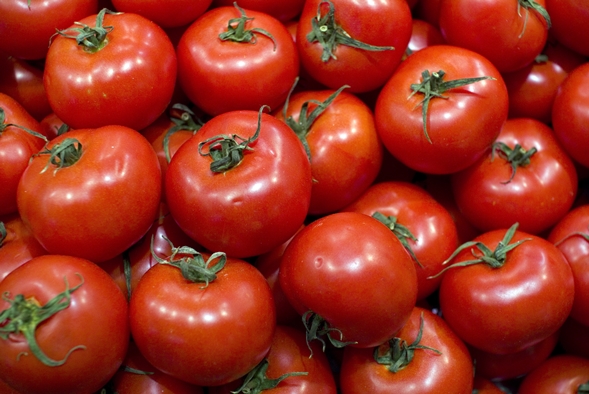 tomates torbey f1 en un montón