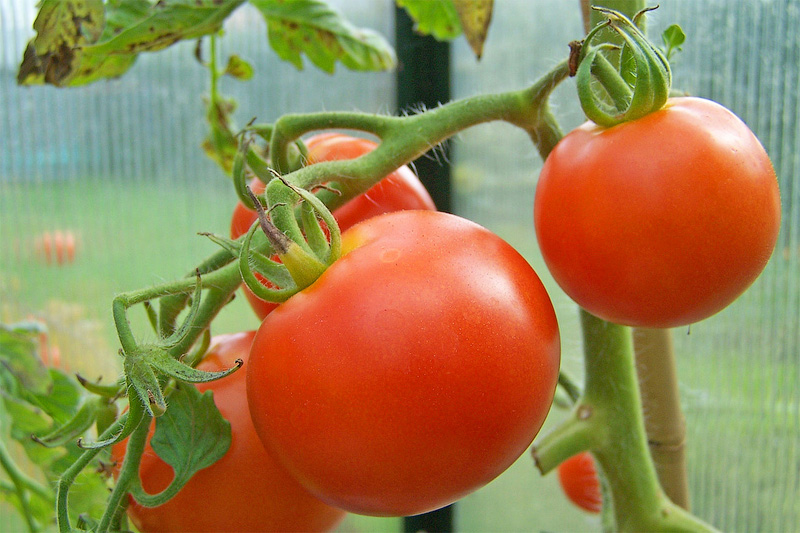 červená rajčata ve skleníku