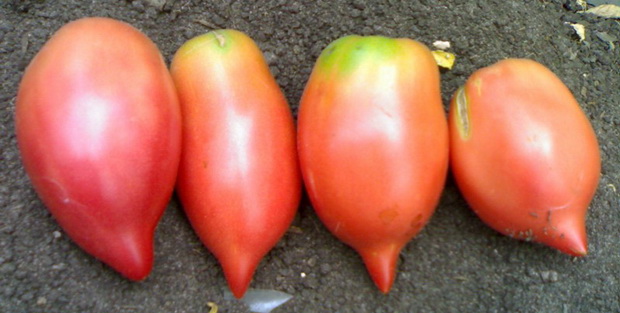 trồng cà chua tai bò