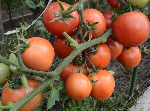 Yamal tomat