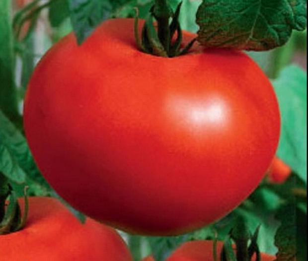 Itämeren tomaatti