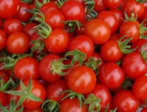 What are the best varieties of tomatoes for a polycarbonate greenhouse