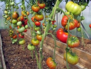 Egenskaber og beskrivelse af den vilde rosen tomatvariant, dens udbytte
