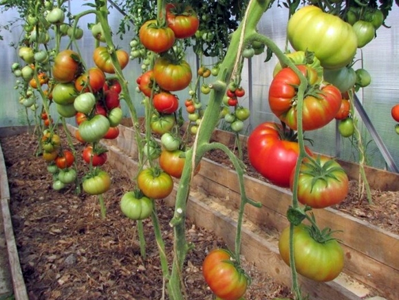 wilde Rosen-Tomatenbüsche