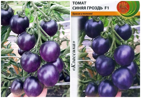 semillas de tomate racimo azul