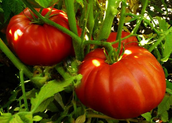 cà chua kỳ diệu của thị trường
