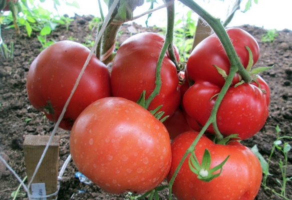 das Aussehen eines Korbes einer Tomatengroßmutter