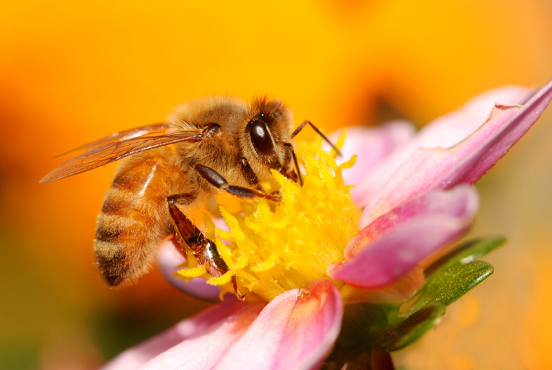 pomocnicy pszczół