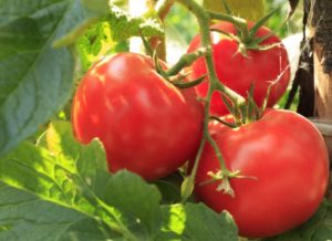 Characteristics and description of the tomato variety Beef Beef, its yield