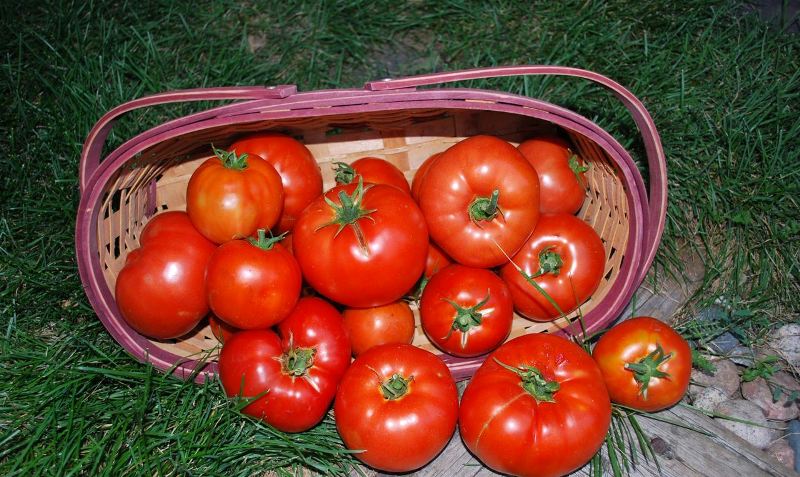 tomater i en kurv