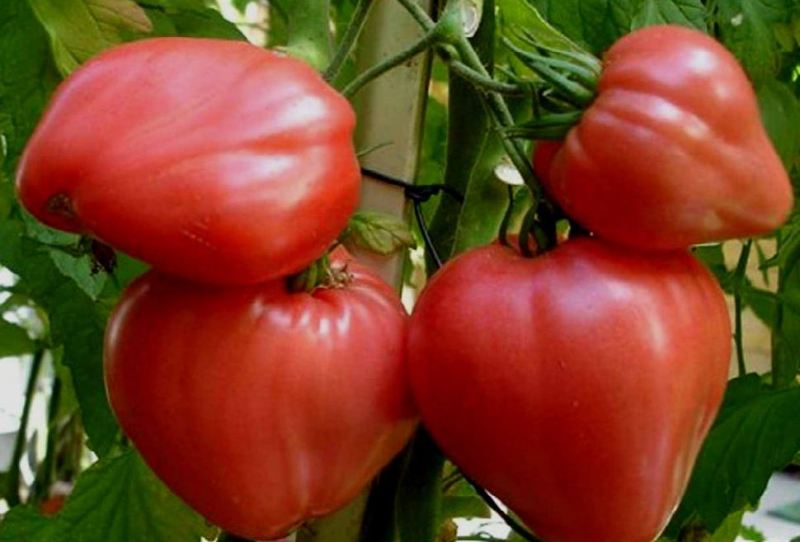 pomidorų derlius