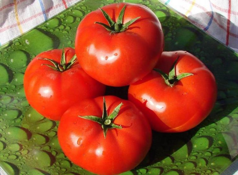 tomatenmaatje