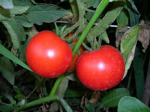 tomatoes Aphrodite on a branch
