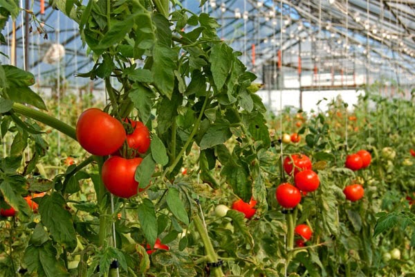 sarkanie tomāti siltumnīcā