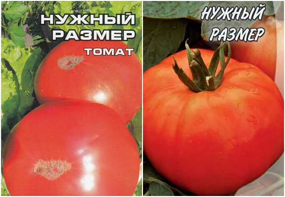 doğru büyüklükte domates tohumları