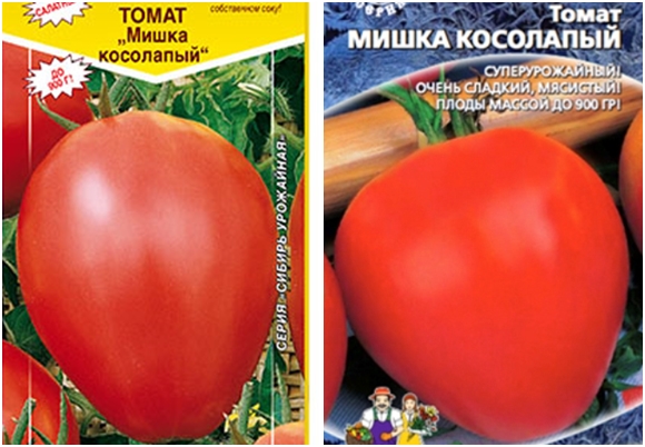 miś z nasion pomidora
