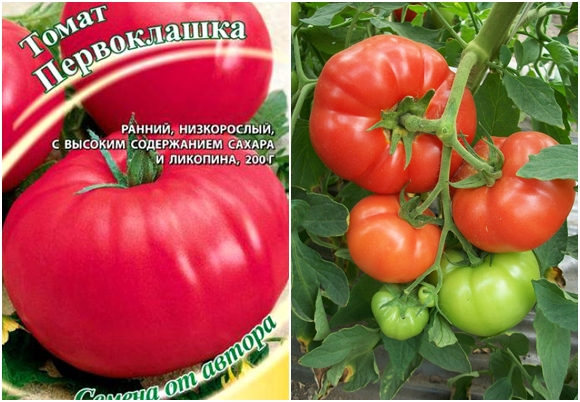 nasiona pomidorów Pervoklashka