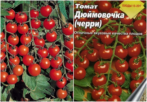 „Thumbelina“ pomidoras