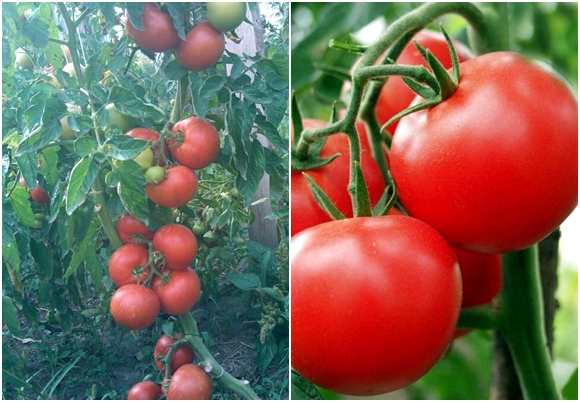 tomaatit Polbig F1 avoimella kentällä
