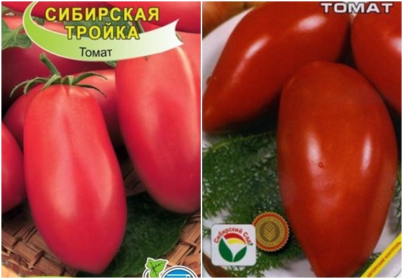 tomātu sēklas Sibīrijas trijotne