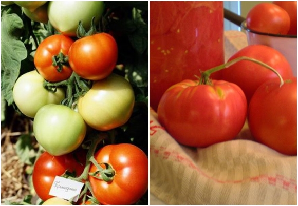 Tomaten-Primadonna im Garten