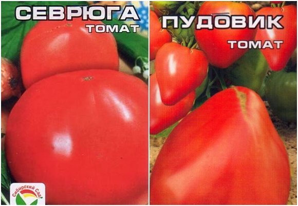 pomidorų sėklos sevruga arba pudovik