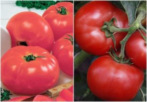 خصائص ووصف مجموعة الطماطم F1 ، محصولها