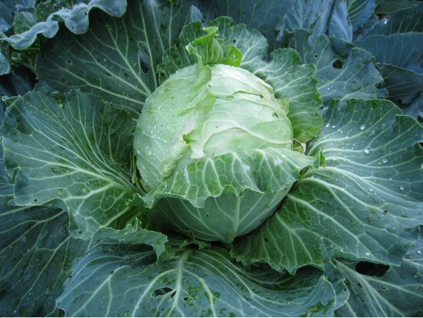 open field cabbage