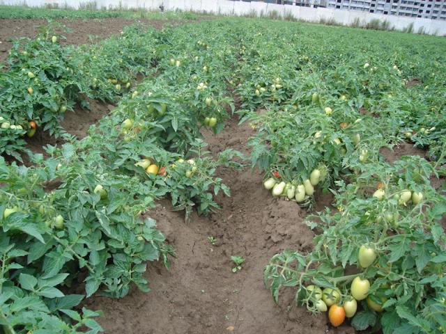 placering af tomater