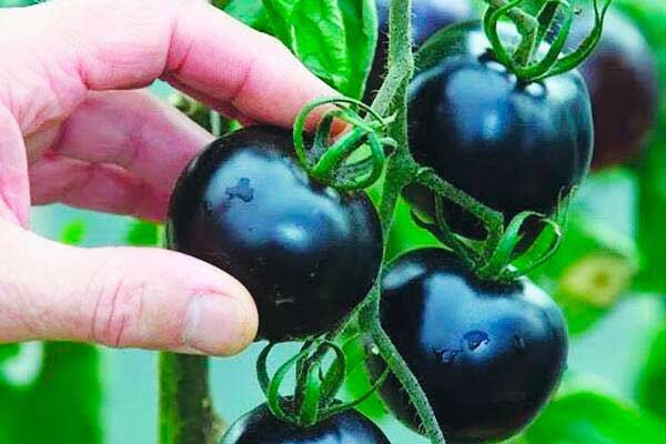 black tomatoes in the open field