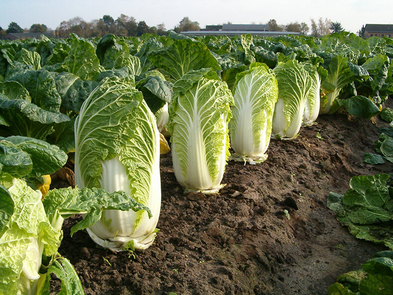 Growing and caring for Chinese cabbage in the open field in the garden