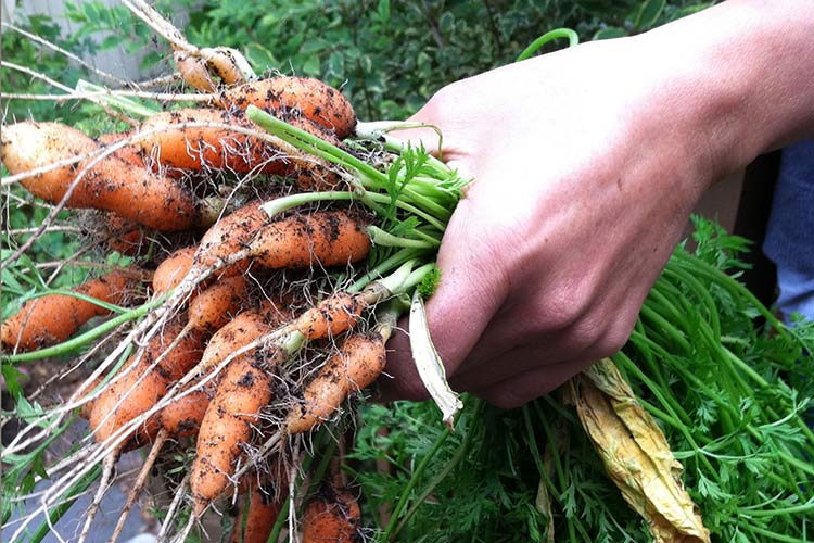 raccolta di carote