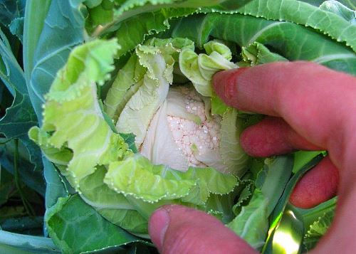 moisture on cabbage