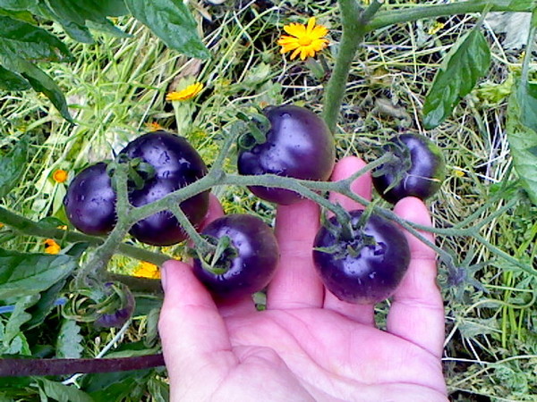 pomidory niebieski kiść w otwartym polu