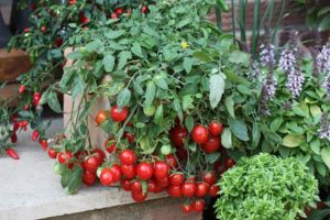 Vyšninių pomidorų auginimo ypatumai ant palangės namuose