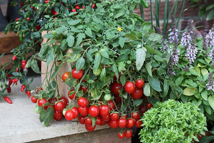 vyšninių pomidorų krūmai