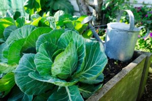 How to properly grow and care for white cabbage outdoors