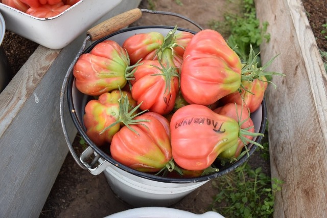 حصاد الطماطم Tlacolula de Matamoros