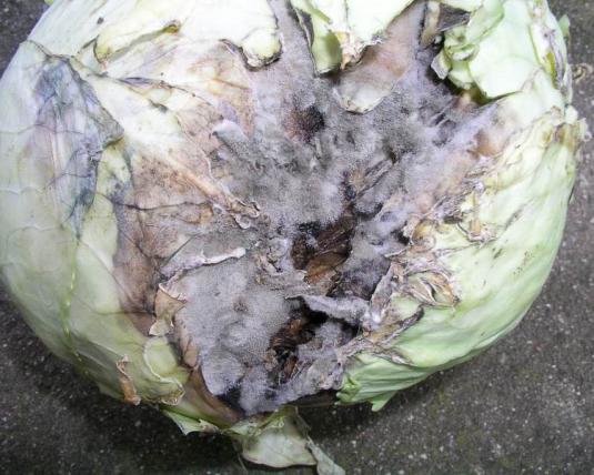 gray rot on cabbage