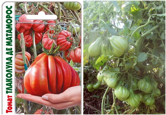 بذور الطماطم Tlacolula de Matamoros