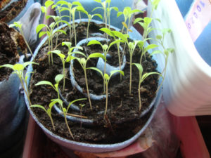 Sådan plantes og dyrkes tomater i en snegl til frøplanter