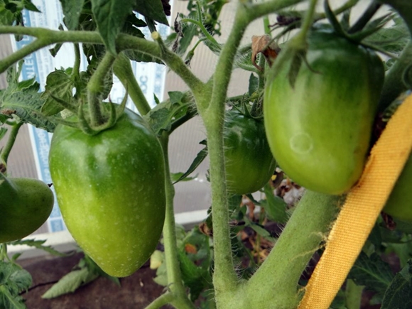 sibirische troika der tomatenbüsche