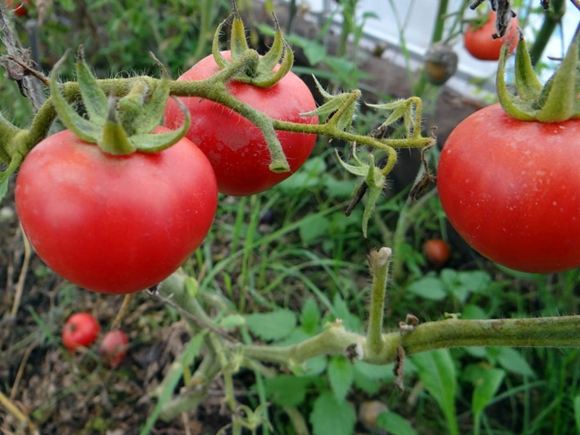 Achat-Tomate im Freien