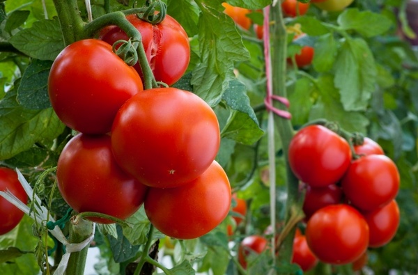 cà chua dobrun trong vườn